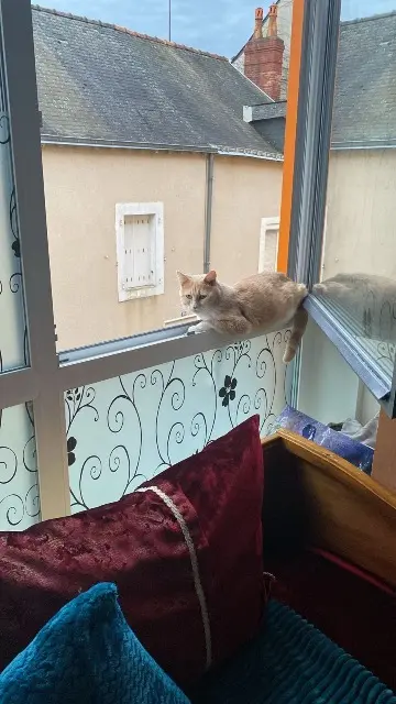 chat lost   53000 Laval Câlin