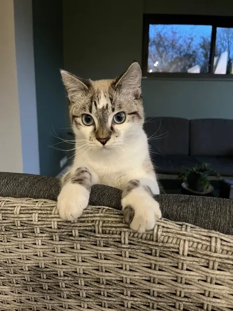 chat lost   53000 Laval Doog