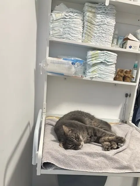 chat lost   53250 Couptrain Douwy