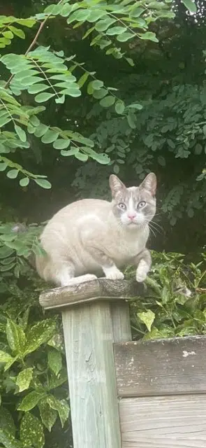 chat lost   53950 Louverné Fidji