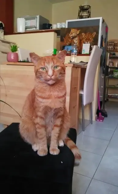 chat lost   53000 Laval Garfield