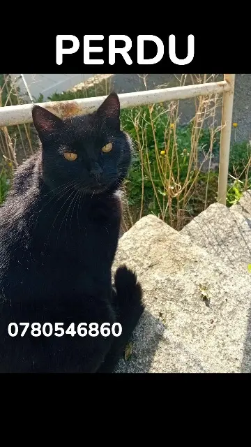 chat lost   53300 Ambrières-les-Vallées Glue