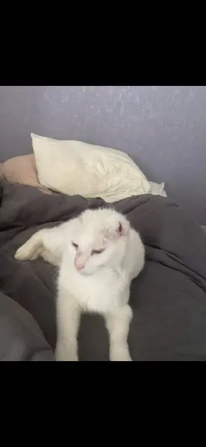 chat lost   53360 Quelaines-Saint-Gault Gribouille