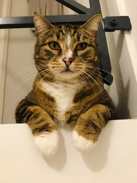 chat lost   53410 Port-Brillet Grisou