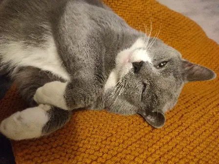 Kater vermisst 92 Rue Volney 53100 Mayenne Harry Kater lost 92 Rue Volney 53100 Mayenne Harry