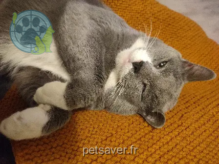Kater vermisst 92 Rue Volney 53100 Mayenne Harry Kater lost 92 Rue Volney 53100 Mayenne Harry