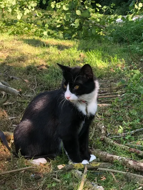 chat lost   53120 Brecé Hermes