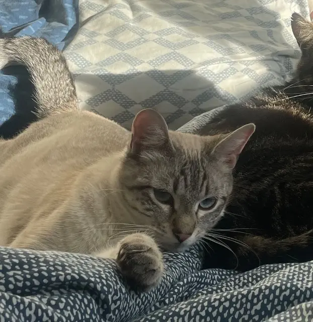 chat lost   53000 Laval Hypno