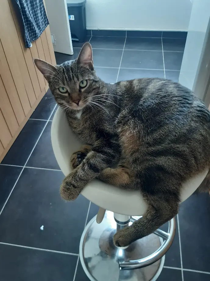 Chat Perdu 53 Mayenne - Jajko Chat Perdu 53 Mayenne - Jajko