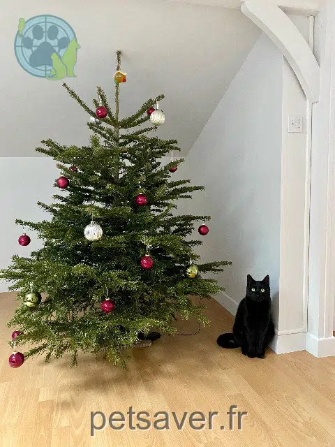 gato perdido 53000 Laval Krokmou gato lost 53000 Laval Krokmou