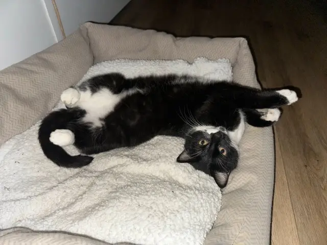 gato perdido 53970 L'Huisserie MILO gato lost 53970 L'Huisserie MILO