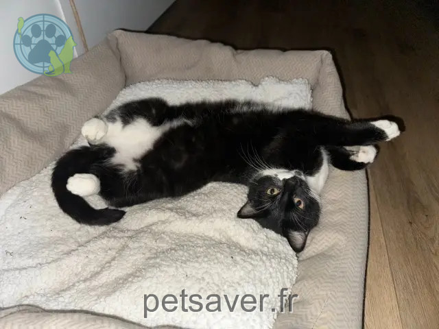 cat lost 53970 L'Huisserie MILO cat lost 53970 L'Huisserie MILO