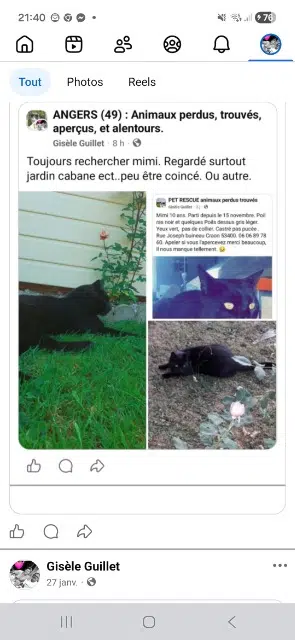 chat lost   53400 Craon Mimi