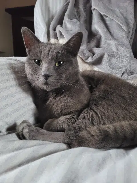 chat lost   53270 Torcé-Viviers-en-Charnie Mimigris