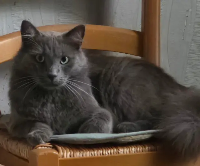 chat lost   53200 Chemazé Mistigris