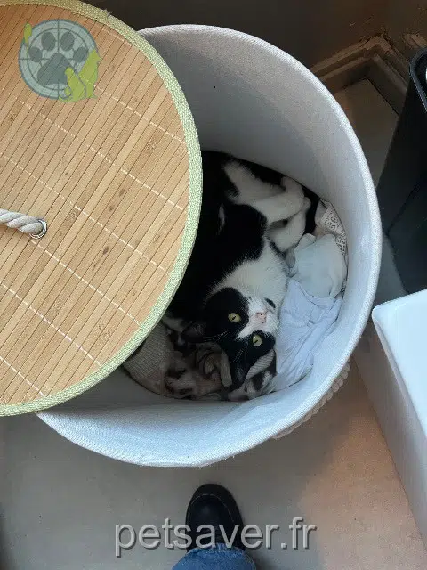 Kater lost   53500 Ernée Mokah