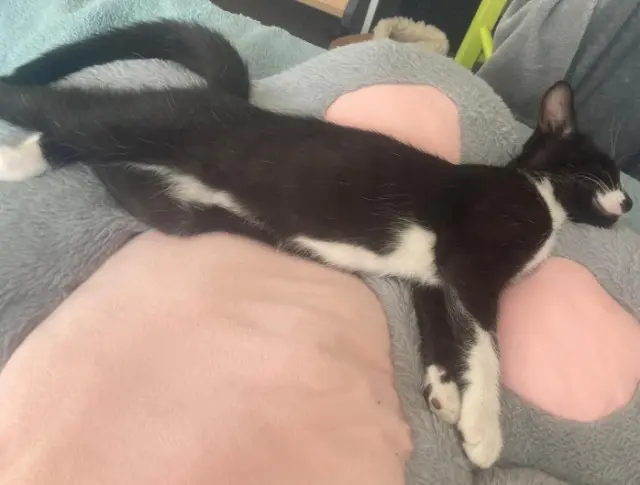 chat lost   53950 Louverné Momo