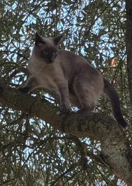 chat lost   53000 Laval Monkey