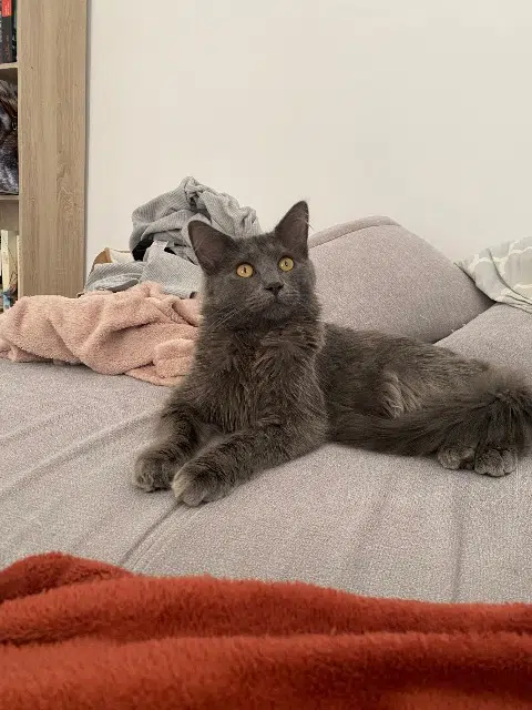 chat lost   53120 Gorron Moon