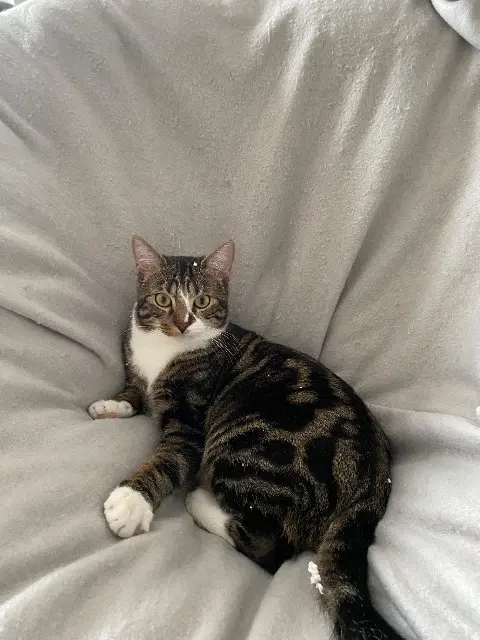 chat lost   53000 Laval Mousse