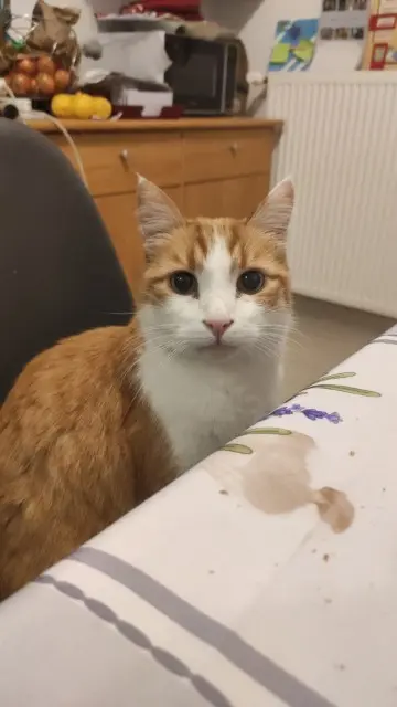 chat lost   53420 Chailland Moustache