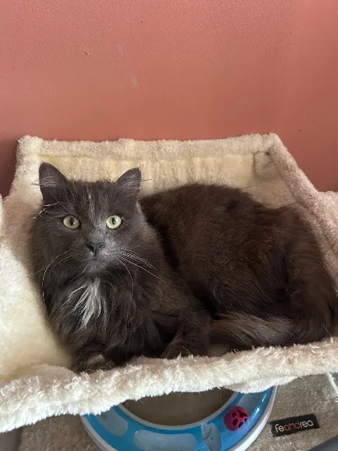 chat lost   53300 Saint-Mars-sur-Colmont Mowgly