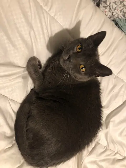 chat lost   53400 Saint-Quentin-les-Anges Mug