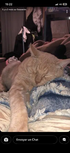 chat lost   53000 Laval Nino