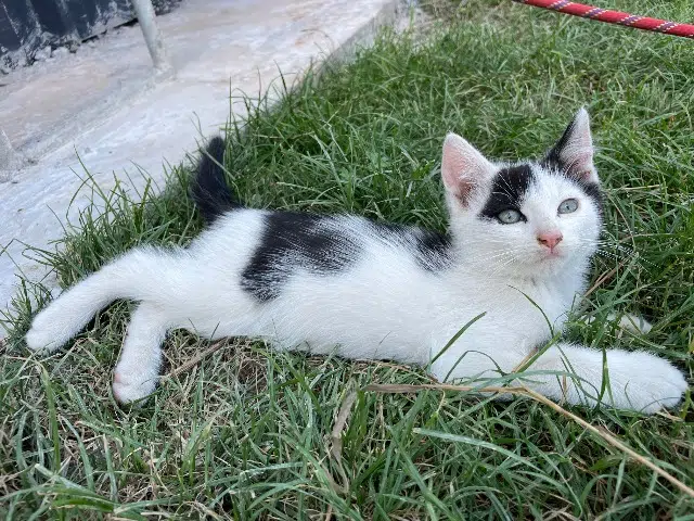 chat lost   53500 Ernée Niro