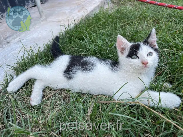 gato perdido 53500 Ernée Niro gato lost 53500 Ernée Niro