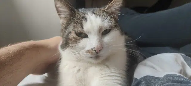 chat lost   53100 Mayenne Oscar