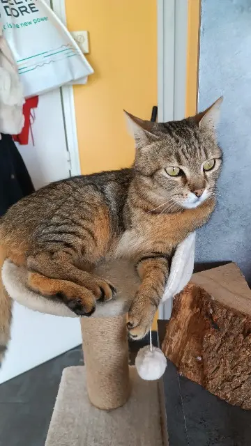 chat lost   53700 Courcité Pixou