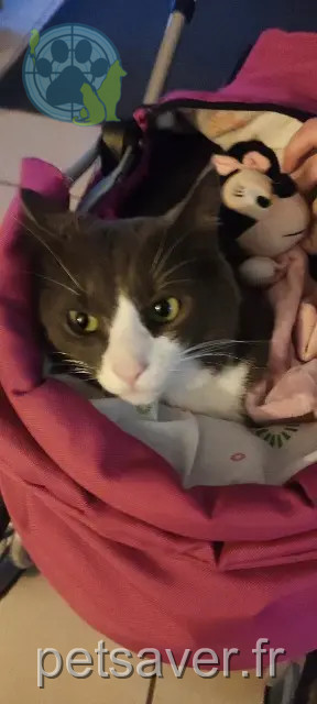 gato perdido 53970 Montigné-le-Brillant pompon gato lost 53970 Montigné-le-Brillant pompon