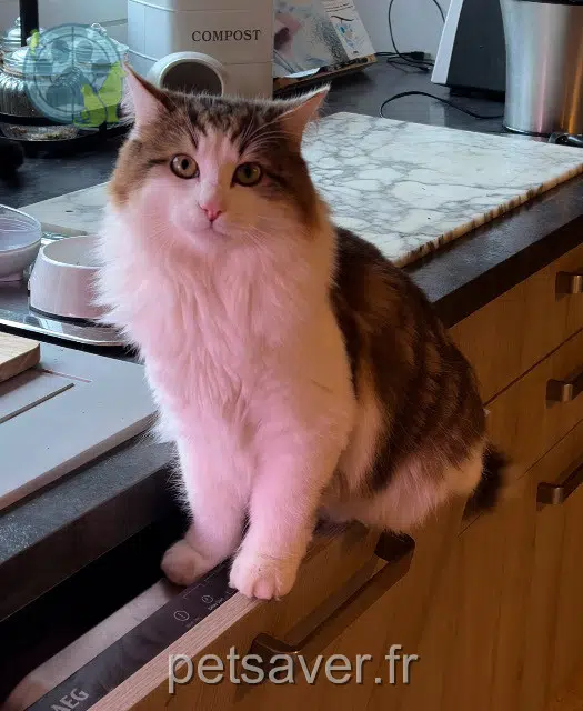 cat lost   53140 Pré-en-Pail-Saint-Samson Aribo