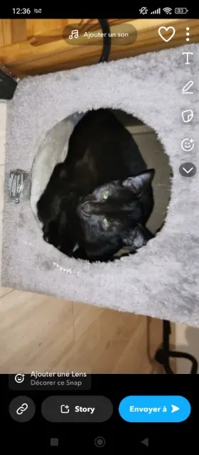 chat lost   53200 Prée-d'Anjou Balckoss