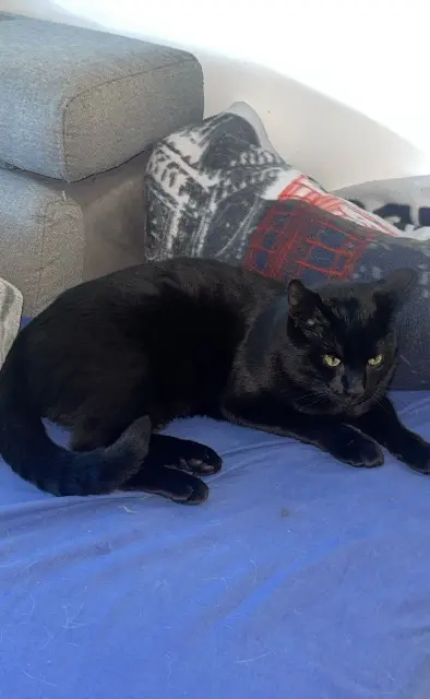 chat lost   53200 Prée-d'Anjou Croquette