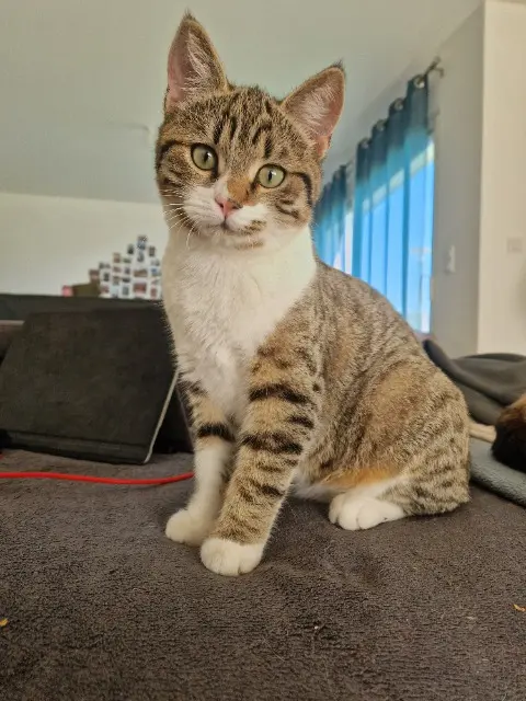 chat lost   53200 Prée-d'Anjou Yoko