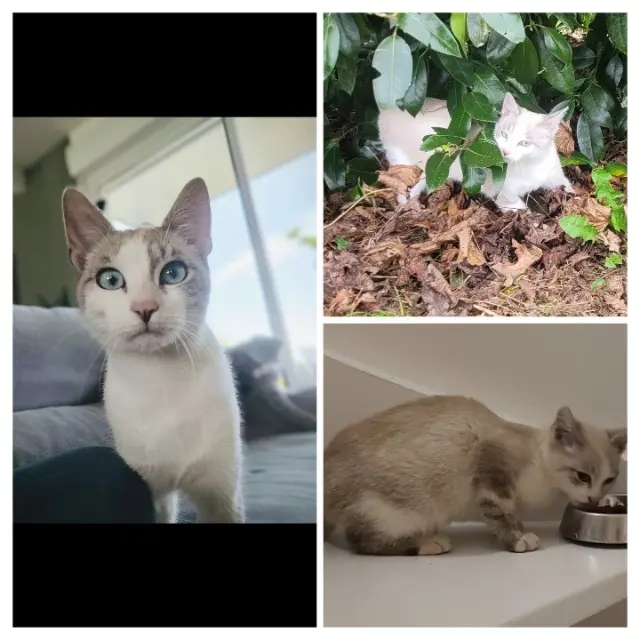 chat lost   53500 Saint-Denis-de-Gastines Pumba