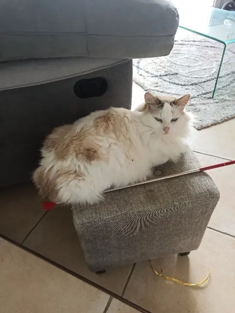 gato perdido 53210 Argentré Roméo gato lost 53210 Argentré Roméo