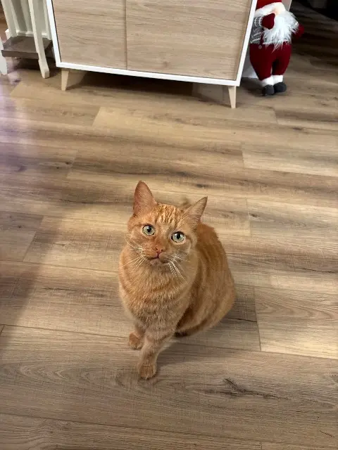 chat lost   53300 La Haie-Traversaine Rouky