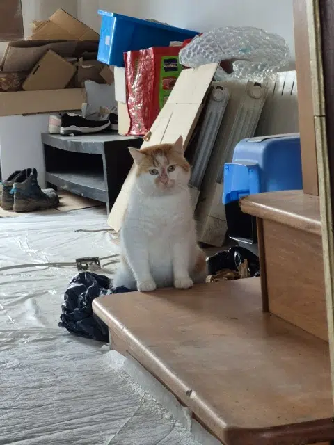 chat lost   53970 Nuillé-sur-Vicoin Rourou