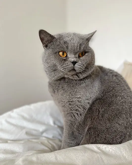 Chat Perdu 53 Mayenne Sainte-Suzanne-et-Chammes - Jack Chat Perdu 53 Mayenne Sainte-Suzanne-et-Chammes - Jack