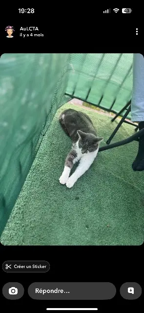 chat lost   53100 Mayenne Salva