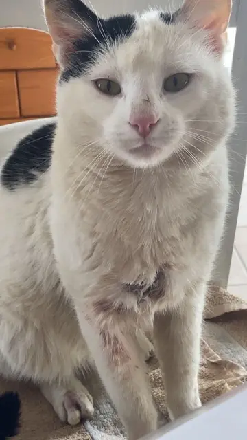 chat lost   53960 Bonchamp-lès-Laval Sampa