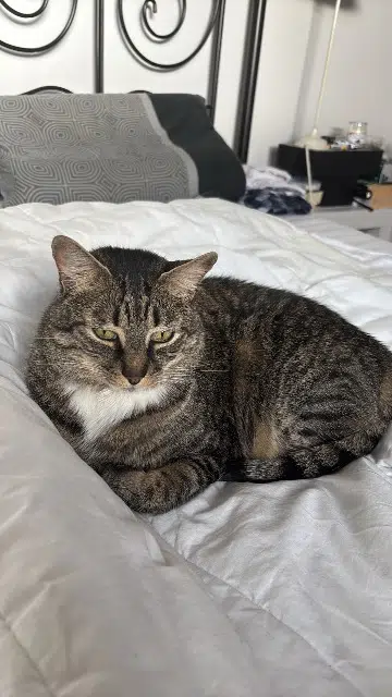 chat lost   53000 Laval Saphir