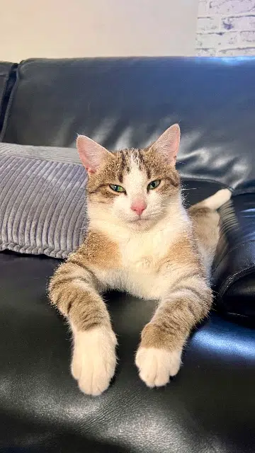 chat lost   53100 Châtillon-sur-Colmont Sardine