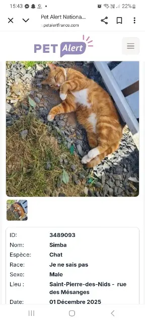 chat lost   53370 Saint-Pierre-des-Nids Simba