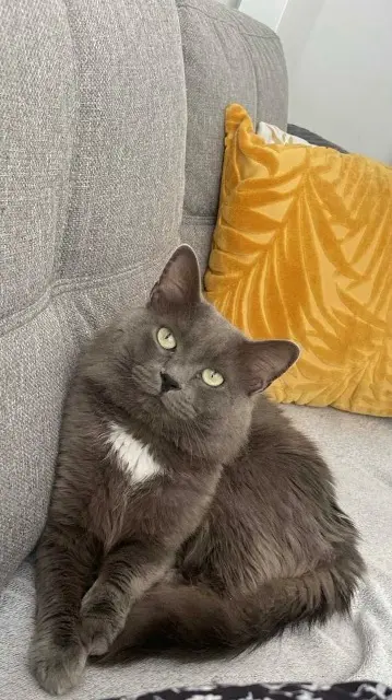 chat lost   53000 Laval Sloky