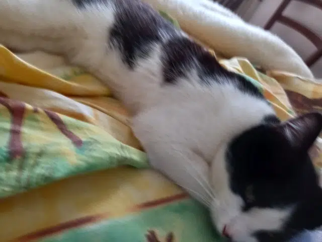 chat lost   53700 Villaines-la-Juhel Smoking