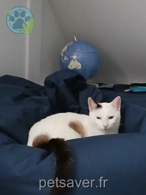 chat lost   53300 Ambrières-les-Vallées Snow